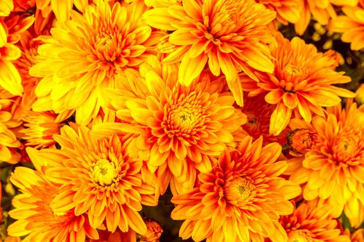 Blooming orange Mums or Chrysanthemums , autumn flower background.