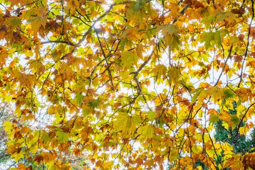 Through the beautiful, autumn trees, and colorful leaves. Bottom view. 