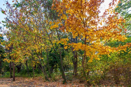 Amazing tree colors in Autumn. Horizontal view 