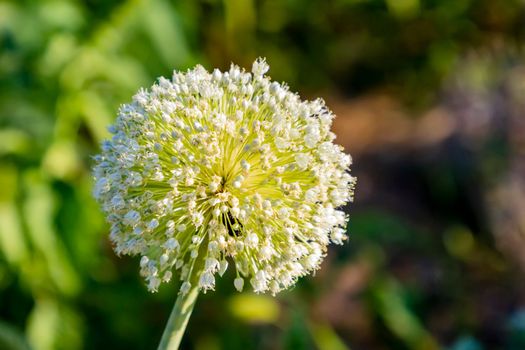 Blooming buds of onion seeds, close-up, close-up, growing onion seeds