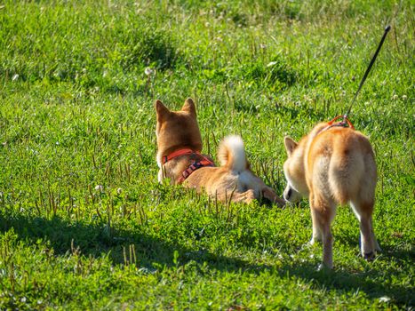 Shiba Inu plays on the dog playground in the park. Cute dog of shiba inu breed walking at nature in summer. walking outside.