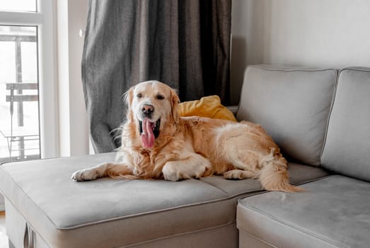 Golden retriever dog lying on sofa at home and looking at camera. Purebred pet doggy labrador resting on grey couch in modern room