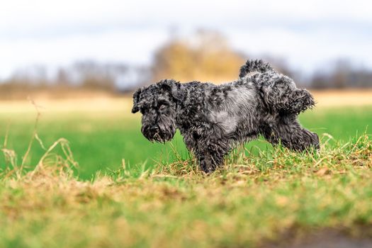 a peeing dog on a green meadow. High quality photo