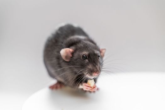 Domestic black dumbo rat sits and eats food on a white background. The concept of pets