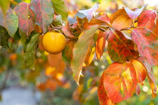 Persimmon ripe fruit garden. Tree branches with ripe persimmon fruits on a sunny day.