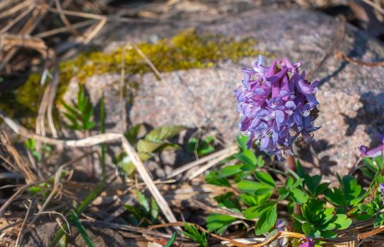 close up violet blooming Primula glutinosa plant, delicate alpine flower with green leaves on rocky background, selective focus. High quality photo