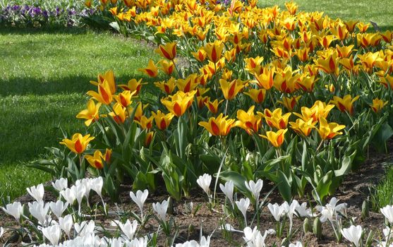 Lovely small yellow-red greigii tulips combined with white crocuses planted between grass. Location: Keukenhof, Netherlands