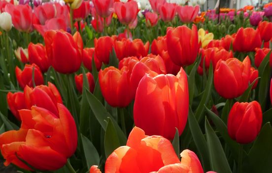 Red darwin hybrid tulip in a field. Location: Keukenhof, Netherlands