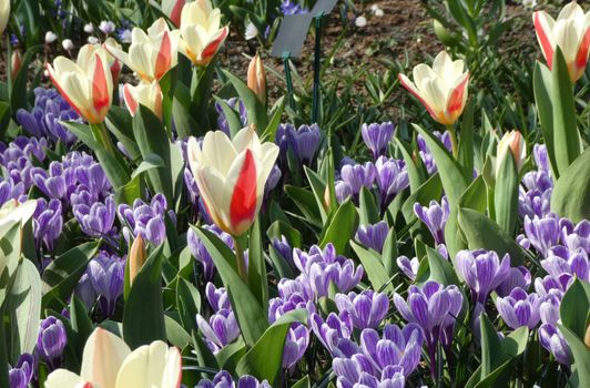 White-red Greigii tulips with white-purple crocuses. Location: Keukenhof, Netherlands