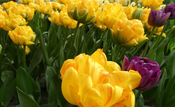 Yellow peony tulip close-up. In the background purple and yellow tulips. Location: Keukenhof, Netherlands