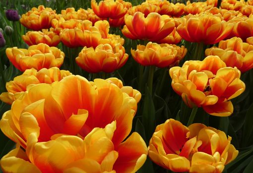 Fabulous yellow and red cultivated tulip named Confucius. Its a Darwin Hybrid tulip. Location: Keukenhof, Netherlands