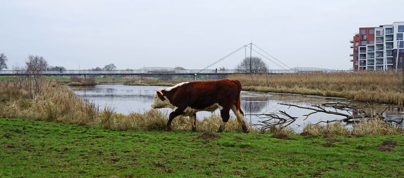 Hereford cow with mud on its feet walks on a floodplain along the river Vecht. In the distance a Cable-stayed  cyclist and pedestrian bridge. Location: Hardenberg, Netherlands