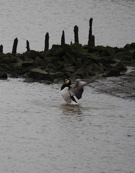 A barnacle goose takes a bath in the brackish water of the Dollard in Germany