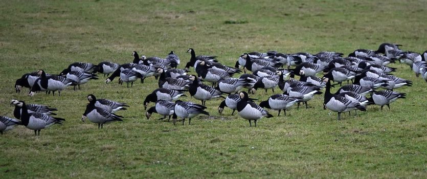 The barnacle goose (Branta leucopsis) is a species of goose that belongs to the genus Branta of black geese. These geese hibernate in East Frisia, Germany this year