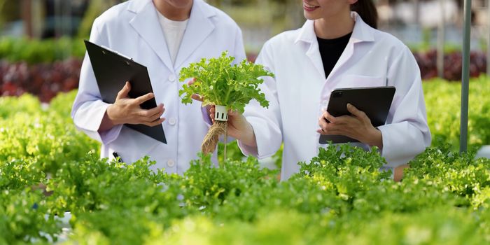 Science team working and researching in hydro and organic farm. Quality check, laboratory greenhouse concept