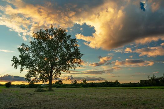 A large oak tree growing in a meadow and evening clouds highlighted by the sun, Nowiny, Lubelskie, Poland