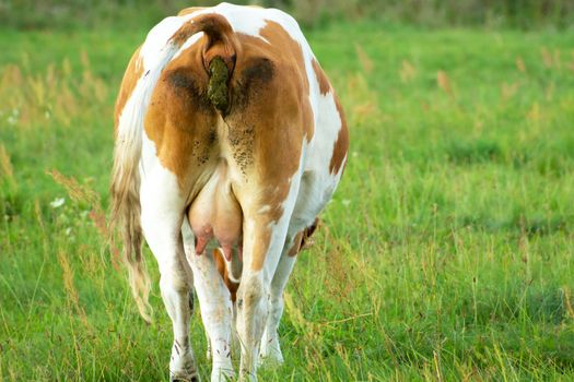 A brown and white cow pooping in a meadow, summer rural view