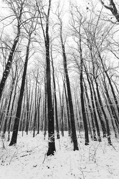 Black and white photo of a winter forest with tall trees and snow, Nowiny, Poland