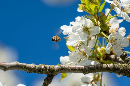 Bee flying to cherry blossoms, view on a sunny spring day