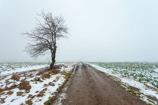 Single tree by the dirt road, foggy winter day