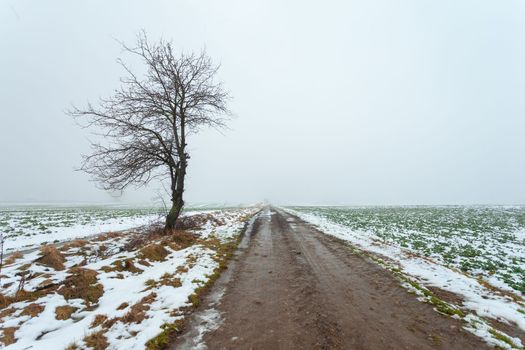 Single tree by the dirt road, foggy winter day