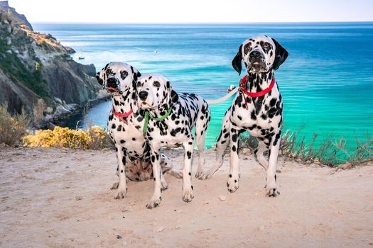 Three obedient Dalmatian dogs sit on the background of the azure sea and look at their owner. Two dogs in red collars, one in green. Concept of holidays and trips to the sea with Pets.