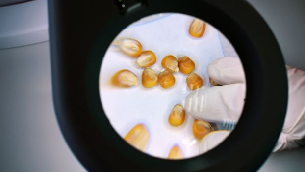 close-up, a lab technician examines corn grains under a magnifying glass. Laboratory for analysis and diagnosis of grain from the field. the cultivation of corn. High quality photo
