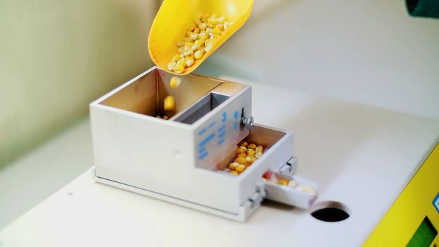 Laboratory research of corn seeds. samples of different species, varieties of selection corn. laboratory for the analysis and diagnosis of grain from the field. the cultivation of corn. High quality photo