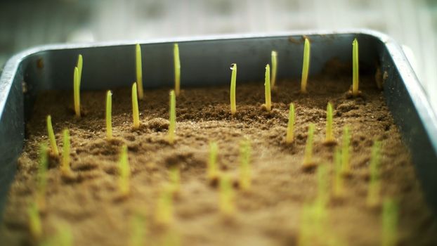 Close-up, Genetically modified young green sprouts in soil, in small boxes in special chamber, in scientific laboratory. germinating seeds of various grains, breeding crops. High quality photo