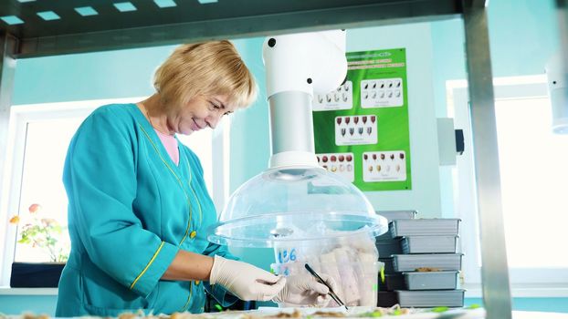 lab worker studying, examines sprouted, rooted corn seeds, in laboratory. Science laboratory research, biotechnology, GMO concept. germination of seeds of various grains, crops. High quality photo