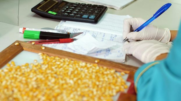 Laboratory research of corn seeds. samples of different species, varieties of selection corn. laboratory for the analysis and diagnosis of grain from the field. the cultivation of corn. High quality photo