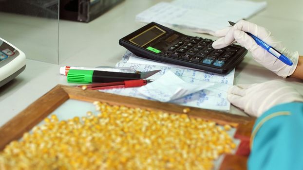 Laboratory research of corn seeds. samples of different species, varieties of selection corn. laboratory for the analysis and diagnosis of grain from the field. the cultivation of corn. High quality photo