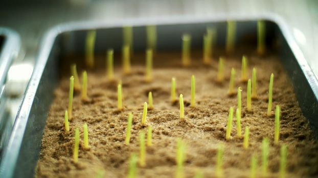 Close-up, young green sprouts in soil, ground. growing sprouts, germinating seeds of various grains, breeding crops, in small boxes, in a special chamber, in the laboratory. High quality photo