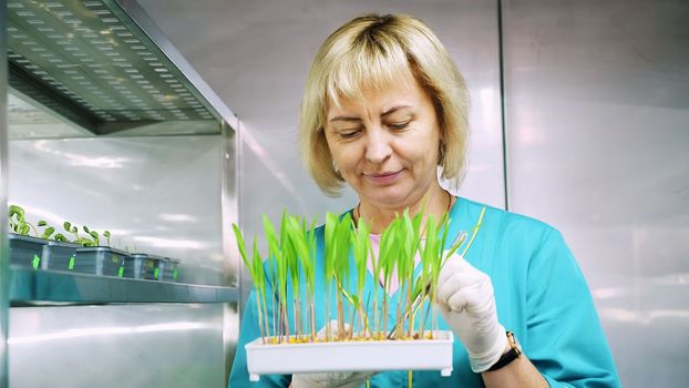 lab worker reviews growing young green sprouts in soil, in small boxes, on shelves of special chamber, in laboratory. Science laboratory research, biotechnology, GMO concept. High quality photo