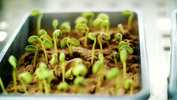 Close-up, young green sprouts in soil, ground. growing sprouts, germinating seeds of various grains, breeding crops, in small boxes, in a special chamber, in the laboratory. High quality photo