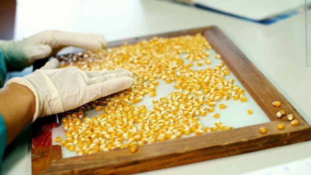 Laboratory research of corn seeds. samples of different species, varieties of selection corn. laboratory for the analysis and diagnosis of grain from the field. the cultivation of corn. High quality photo