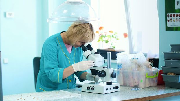 biochemist working in the lab with sprouted, rooted corn seeds, examines them with microscope, in laboratory. Science laboratory research, biotechnology, GMO concept. High quality photo