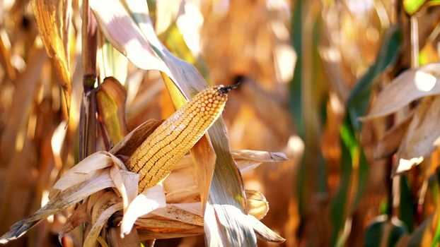 close-up, corn doll in sunshine. Corn crops on dried corn trees is prompt to harvest. selection of varieties of corn. High quality photo