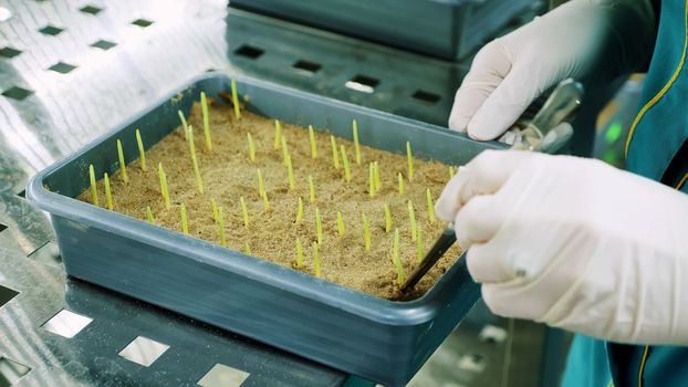 close up, gloved hands of lab worker reviews growing young green sprouts in soil, in small box, in laboratory. Science laboratory research, biotechnology, GMO concept. High quality photo