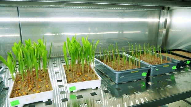 growing of young green sprouts in soil, in small boxes, on shelves of a special chamber, in modern smart laboratory. growing germinating seeds of various grains, breeding crops,. High quality photo