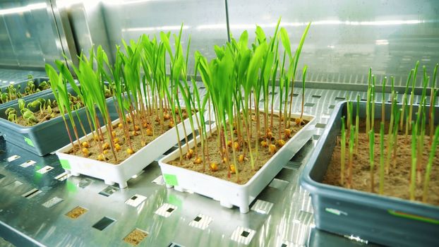 growing of young green sprouts in soil, in small boxes, on shelves of a special chamber, in modern smart laboratory. growing germinating seeds of various grains, breeding crops,. High quality photo