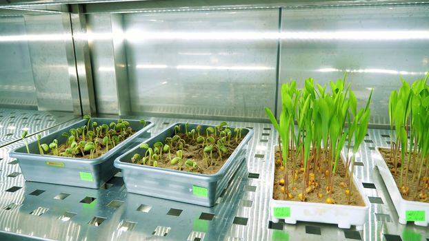 growing of young green sprouts in soil, in small boxes, on shelves of a special chamber, in modern smart laboratory. growing germinating seeds of various grains, breeding crops,. High quality photo