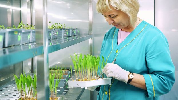 lab worker reviews growing young green sprouts in soil, in small boxes, on shelves of special chamber, in laboratory. Science laboratory research, biotechnology, GMO concept. High quality photo