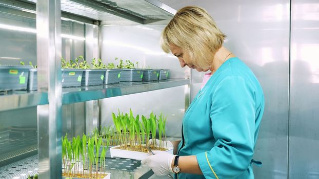 lab worker reviews growing young green sprouts in soil, in small boxes, on shelves of special chamber, in laboratory. Science laboratory research, biotechnology, GMO concept. High quality photo