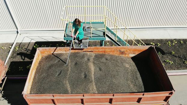 CHERKASY, UKRAINE - AUGUST 24, 2018: woman, employee of agricultural enterprise, takes samples of grain and sunflower seeds from tube for analysis in lab. High quality photo