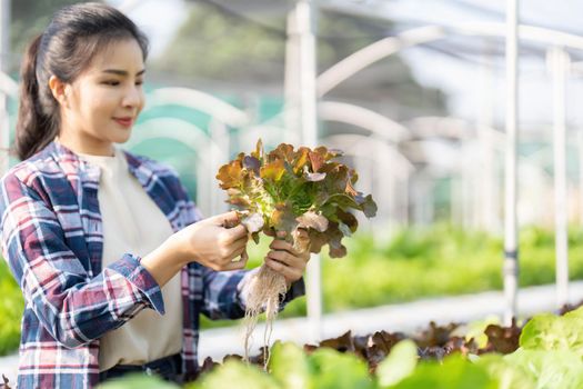 Asian female farmer record data in his farm, trying to collect and inspect the vegetables.