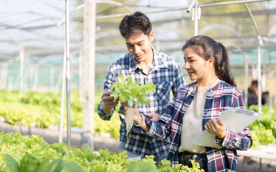 Young women and young farmers happily working in hydroponic vegetable farms.