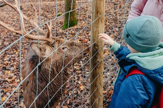 Cute child feeding a fawn. Cute little boy is feeding a baby fawn in the forest. Image with selective focus. The boy feeds the deer with leaves, the reserve, wild animals, the connection of animals with people. Pretty boy with graceful animal at park. Kids adaptation.