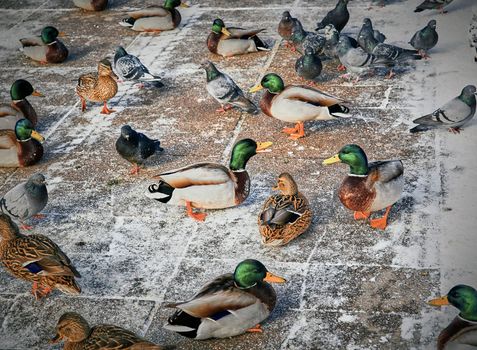 Mallard Anas platyrhynchos is a duck. Duck Mallard stands on the edge of the ice. Ducks and pigeons in early winter.