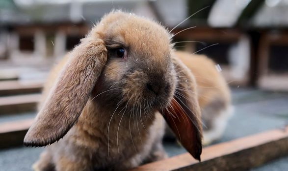 Ginger fluffy domestic rabbit in a cage. Rabbit fur farm. The hare is the symbol of the year.